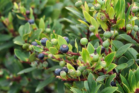 Wild Huckleberry Patches Of Montana's Hidden Forests | TouristSecrets