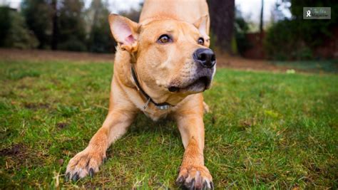 Is a smart, affectionate Pitbull Lab pit mix the right dog for you?