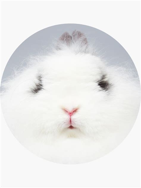 Grumpy Rabbit Bunny Nose Snob Fluffy Jersey Wooly Angora Dwarf Funny