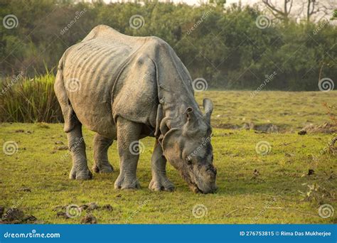 Indian One Horned Rhino Or Rhinoceros Male In The Grass Land Of