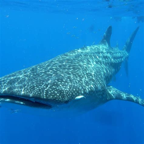 Путешествие к акулам! | Пикабу