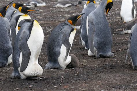 Bluff Cove Lagoon East Falkland Aktuelle 2020 Lohnt Es Sich Mit