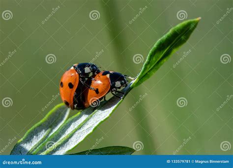 Two Ladybugs Mating On A Green Leaf In Bright Sunshine Stock Image