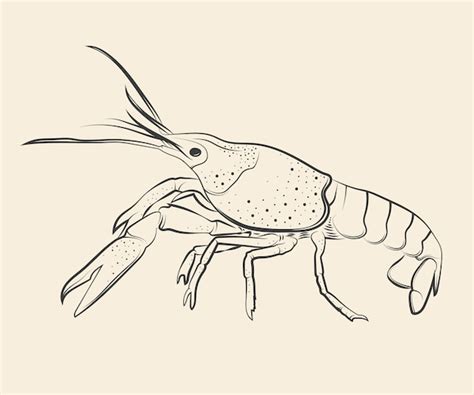 Premium Vector | Hand drawn crawfish drawing illustration