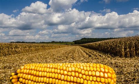 maize quick facts earthathome evolution