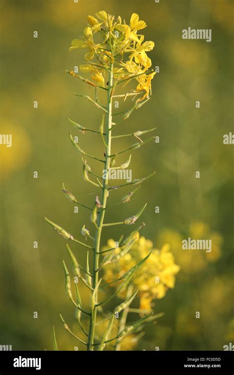 White Mustard Hi Res Stock Photography And Images Alamy