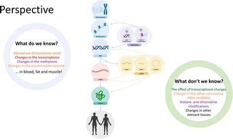 New Developments And Future Trajectories In Supernumerary Sex Chromosome Abnormalities A