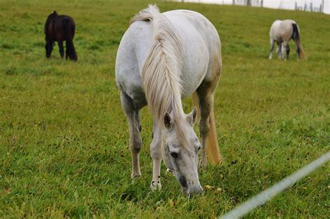 dr ks horse sense  food  thy medicine  medicine  thy