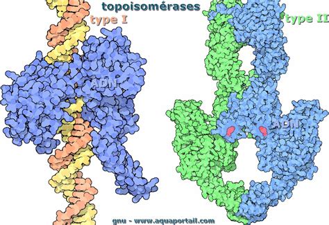 Topoisomerase I Ii - Topoisomérase : définition et explications