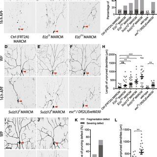 Scm Is Cell Autonomously Required For Dendrite Pruning In DdaC Neurons