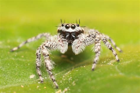 Паук попрыгун (68 фото) - красивые фото и картинки pofoto.club