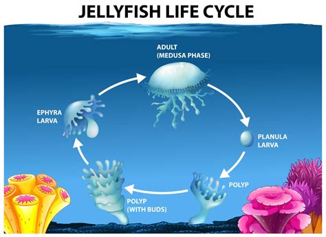 Unveiling The Mystery How Long Do Jellyfish Live