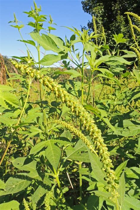 Картинки амброзия (56 фото) - 56 фото