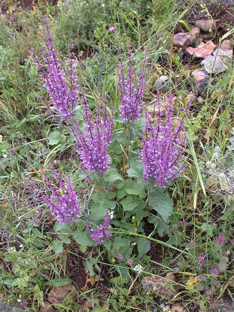 Photo Of The Entire Plant Of Holy Land Sage Salvia Judaica Posted By