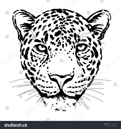 Hand Drawn Sketch Style Portrait Leopard Stock Vector (Royalty Free ...