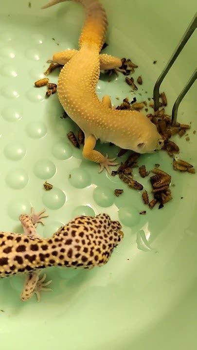 На обед сушёные личинки черной львинки🐛 - YouTube