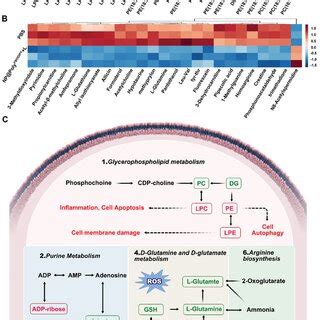 Metabolomics and lipidomic analysis of the treatment with... | Download ...