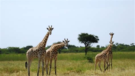 Waza Parc Cameroun TURJN