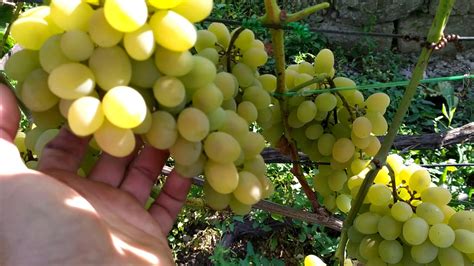 Виноград для лентяев... - YouTube