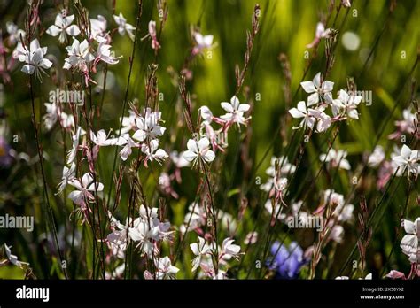 Gaura Lindheimeri ‘whirling Butterflies Stock Photo Alamy