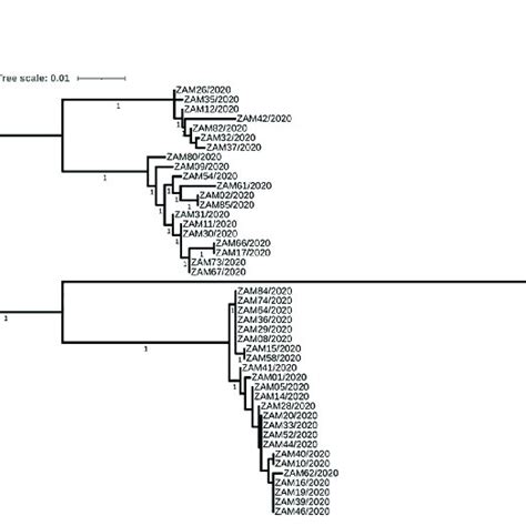 Maximum Likelihood Ml Tree Showing Phylogenetic Relationships Of 45