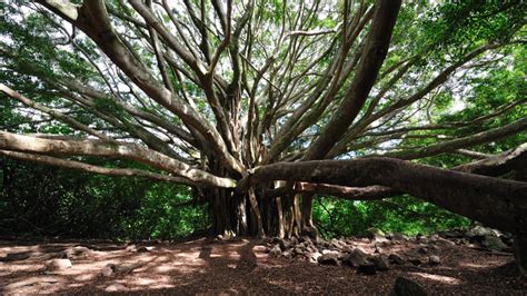 The Resilience of Lahaina's Banyan Tree: A Tapestry of History, Culture ...