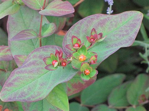 Albury Purple St John S Wort Hypericum Androsaemum Albury Purple In Greensboro High Point