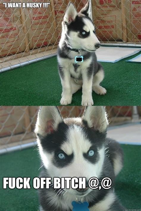 I Want A Husky FUCK OFF BITCH Insanity Puppy Quickmeme