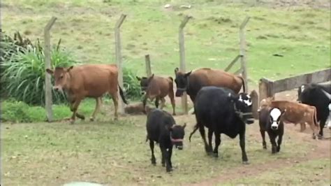 Ebony Girl In A Hot Outdoor Scene Gets Her Pussy And Ass XHamster