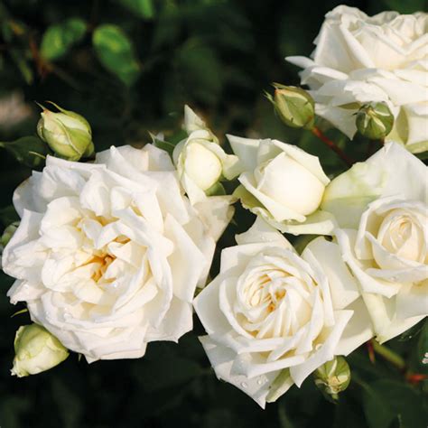 Акции – питомник Сады Урала