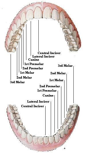 teeth diagram