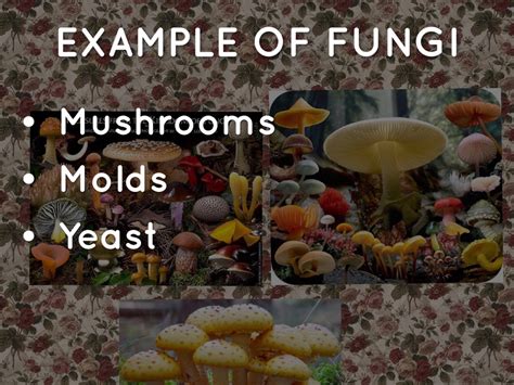 Kingdom Fungi Organisms