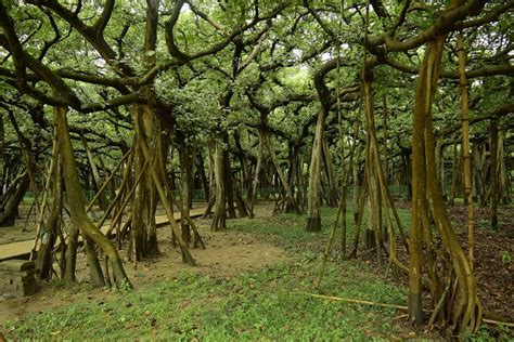 great banyan tree tripopola