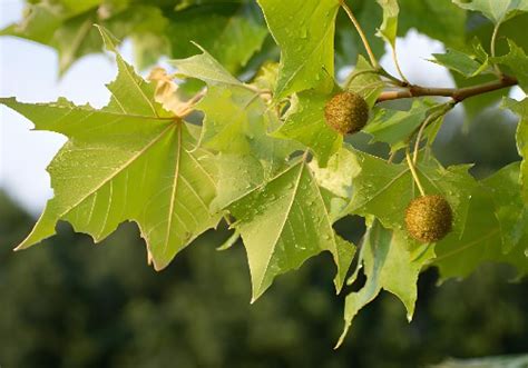 Plátano de sombra, la especie perfecta para los jardines urbanos.