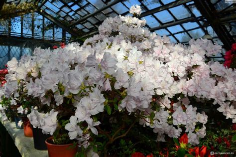 Уход за комнатной азалией - JPlant Уход за азалией