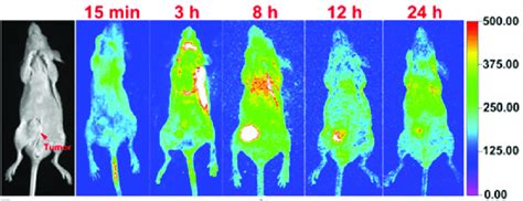 Fluorescence Imaging Of Nude Mice With HeLa Cancer Xenografts After