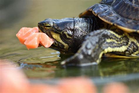 Alimentation D Une Tortue D Eau Tout Savoir Off