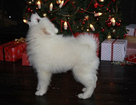 Аренда щенков самоедской лайки на праздник - zoovest.ru