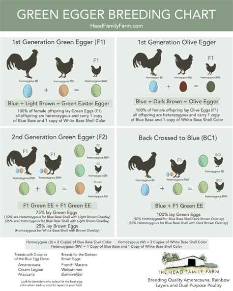 A Guide To Breeding Green Egg Layers Egg Color Breeding Charts Included Chicken Egg Colors