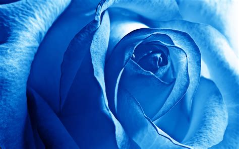 Blue Rose Wallpaper Hd Pixelstalknet