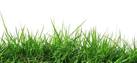 Download Gambar Rumput Png