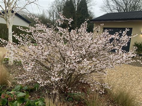 sustainable garden: Prunus incisa 'Kojo-no-mai'