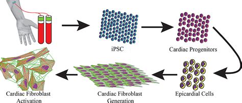 Improved Epicardial Cardiac Fibroblast Generation From IPSCs Journal