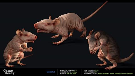 Naked Rat 3D Model By Game Ready Studios