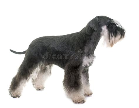 Black and White Miniature Schnauzer Stock Image - Image of terrier ...