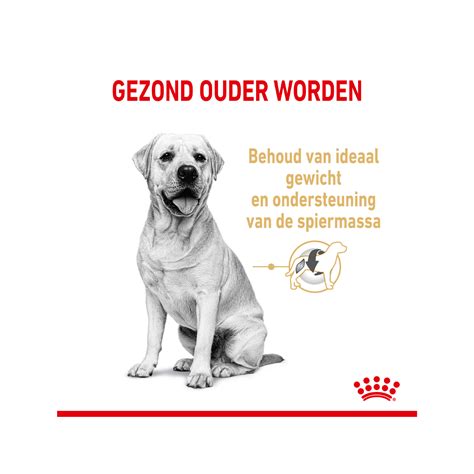Royal Canin Labrador Retriever 5+ | Bestel | Medpets.nl