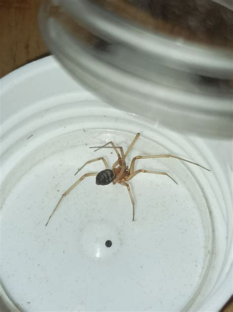 False Widow Spiders From 27430 Saint Pierre Du Vauvray France On