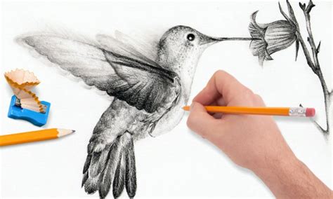how to draw a realistic bird easy