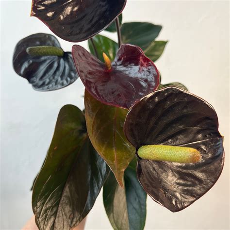 Anthurium 'Black Love' – Dramatic Black Flamingo Flower – Plant Studio