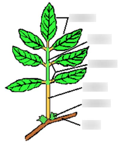 Compound Leaf Morphology Diagram | Quizlet